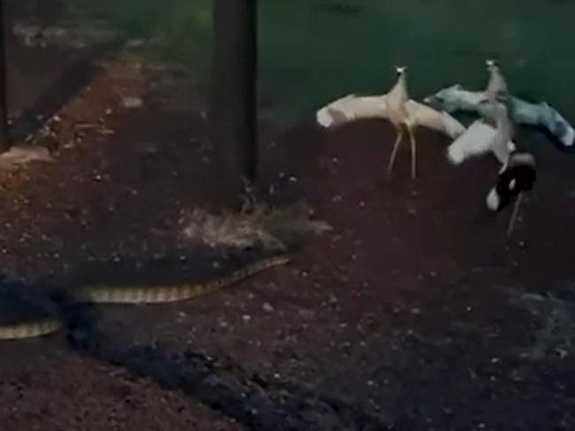 You shall not pass! Brave curlews’ amazing standoff with huge snake