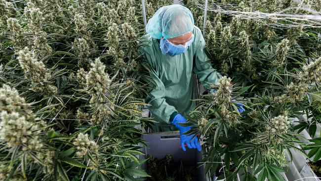 An employee harvests cannabis at the production site of German pharmaceutical company Demecan – a scene that could soon be repeated in Aceh. Picture: Getty Images.