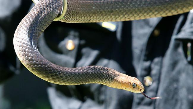 The venomous eastern brown snake. Picture: Jono Searle