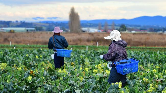 Migrant workers on a farm in Lindenow, Victoria. Picture: Zoe Phillips