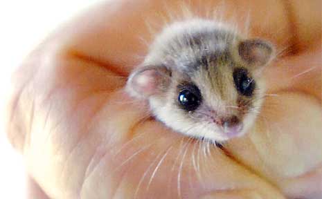 Speck is an infant feathertail glider, the smallest in the species. Picture: Jay Cronan