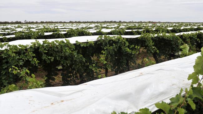 Grape covers will be accepted as part of the new Ag waste recycling program.