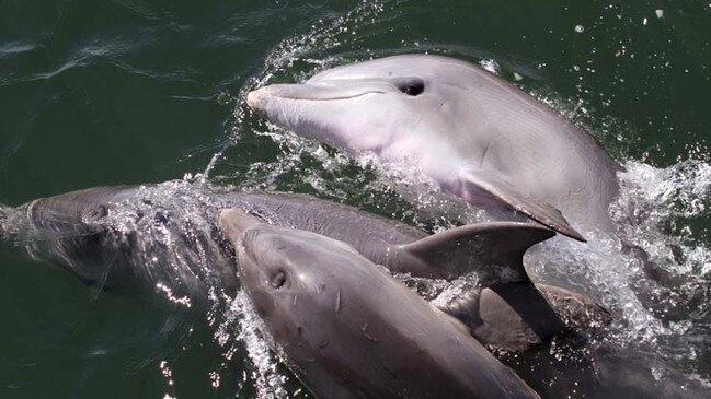 Port River dolphins Marianna, Star and Bubbles. Picture: Marianna Boorman