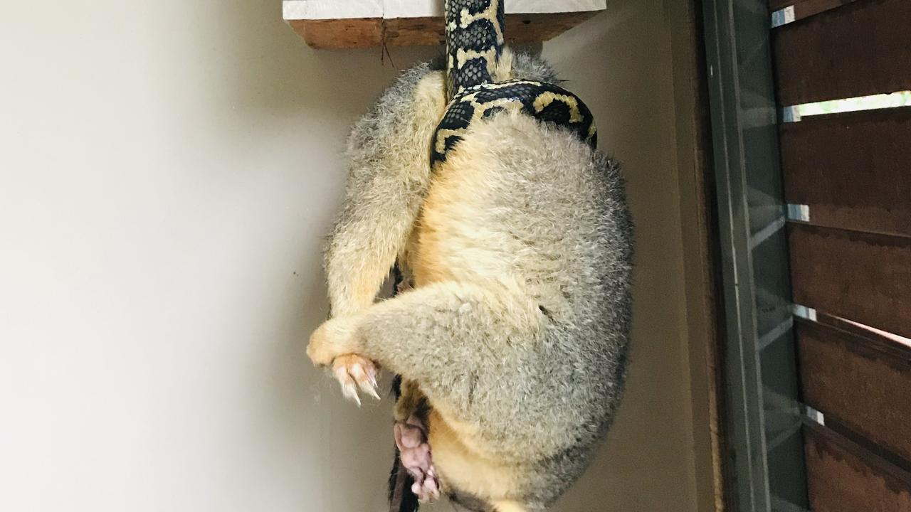 Watch as Kenmore possum survives amazing aerial encounter with snake ...