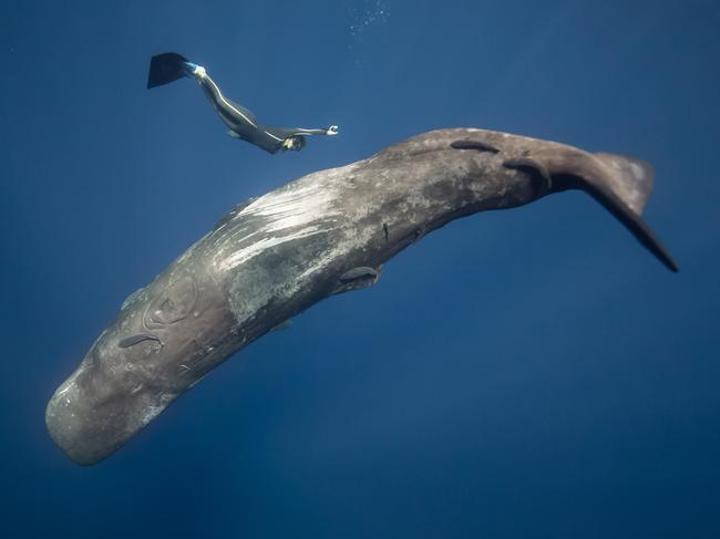 Whales and humans meet nose-to-nose