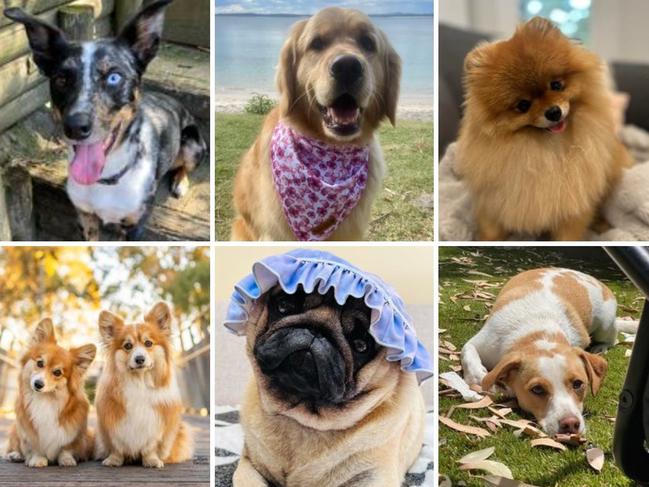 We're on the hunt to crown the Cutest Dog in Hornsby, and some of the region's proudest pawrents have put their pup up for the public vote. See which pooch made the shortlist and cast your vote here.