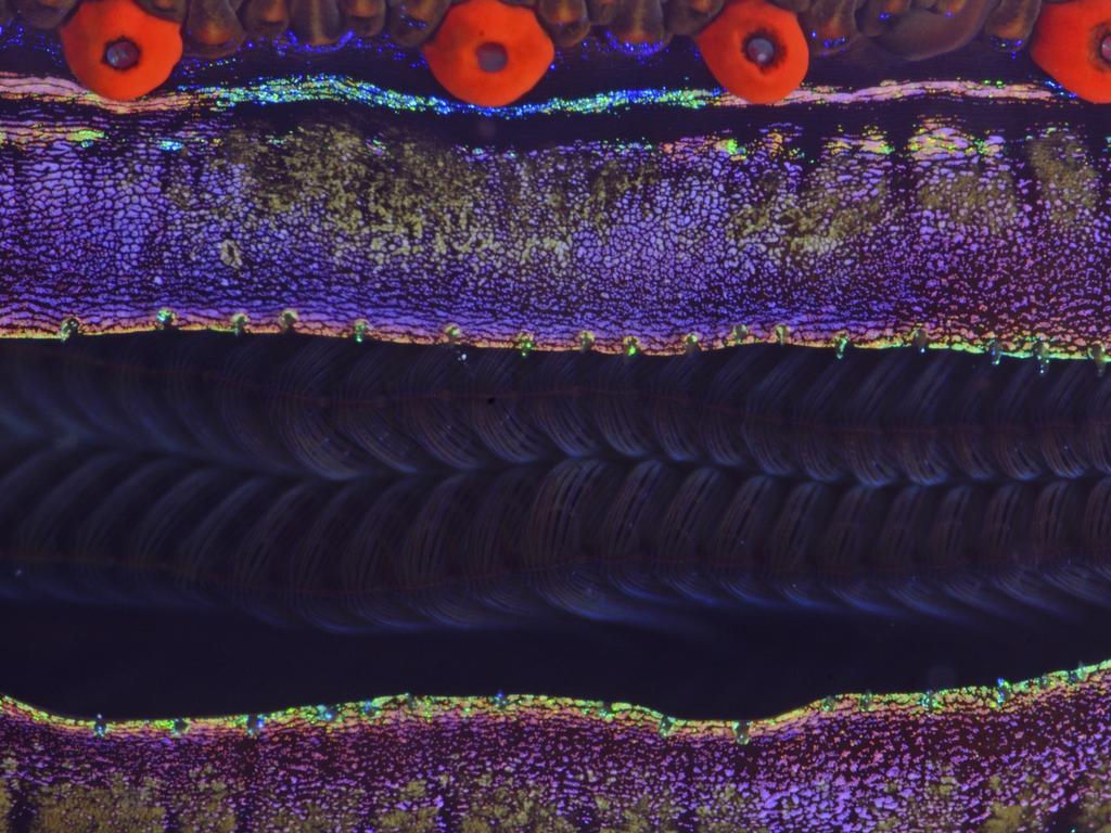 Lumix People’s Choice Award: Clam Close-up by David Barrio, Spain/Wildlife Photographer of the Year 2018/Natural History Museum. This macro-shot of an iridescent clam was taken in the Southern Red Sea, Marsa Alam, Egypt. These clams spend their lives embedded amongst stony corals, where they nest and grow. It took David some time to approach the clam, fearing it would sense his movements and snap shut!