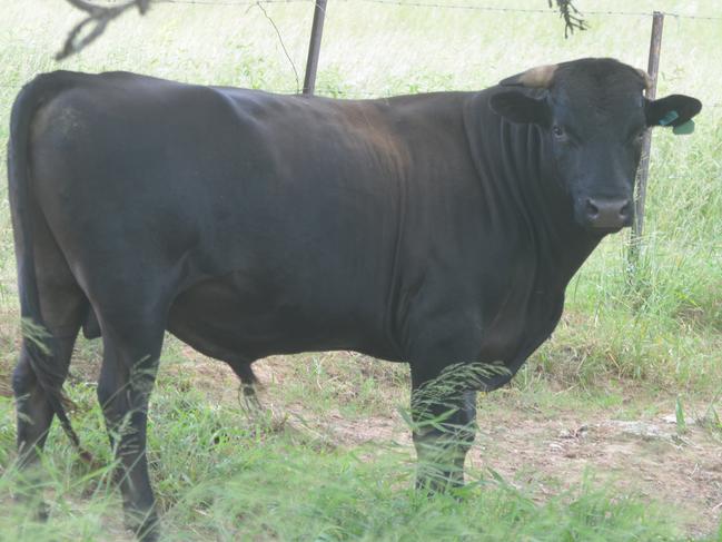 Wagyu bull on Kerian McNamara's Ma Ma Creek property.Photo Derek Barry / Gatton Star