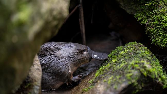 The Hobart Rivulet Platypus' Pete Walsh has won a Canon grant to continue making a second documentary on two female platypuses. Photo: Hobart Rivulet Platypus