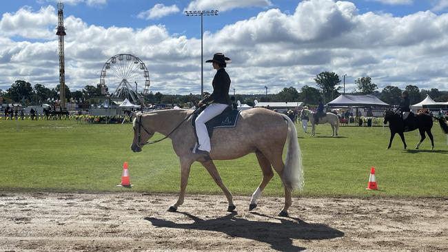 Horse prancing at the Gympie Show 2025.