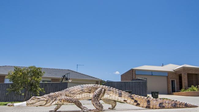 The crocodile was found wandering the streets of Heidelberg. Picture: Jason Edwards