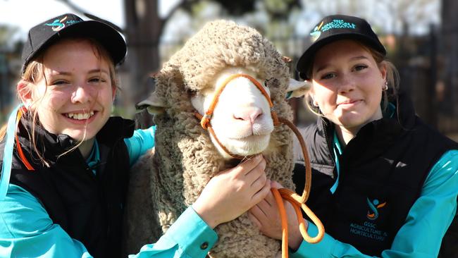 Greater Shepparton Secondary College Year 10 Agriculture students Amber McCauley and Mynah Huddle with their sheep Leslie, which is part of the Wether Challenge.