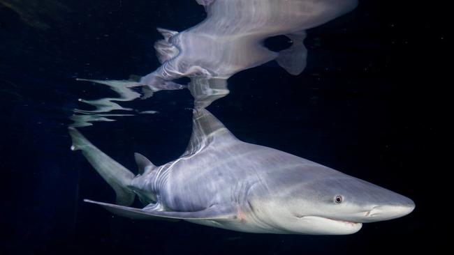 The Speartooth Shark (Glyphis glyphis) is critically endangered and a population has been discovered in the Roper River. Picture: File