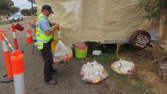 Biosecurity Inspection Officers weighing confiscated fruit and vegetables. Picture: Arj Ganesan