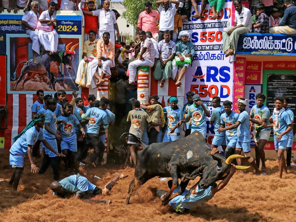 Participants attempt to control a bull at Jallikattu, the annual bull-taming festival in Alanganallur, India. Picture: AFP