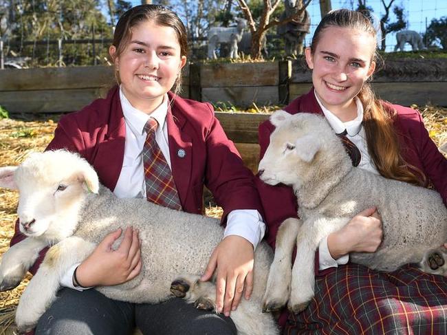 Flinders Christian College runs an award-winning merino stud program. Picture: Penny Stephens