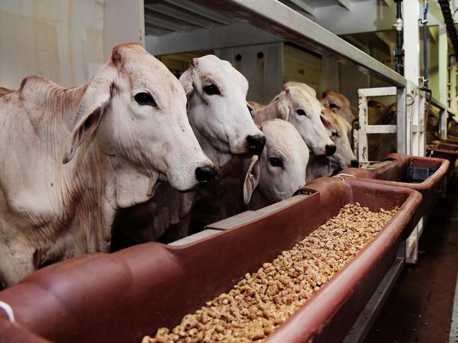 The NT has a 40 per cent share of Australia’s livestock export industry. Picture: Keri Megelus