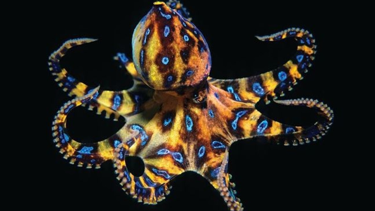 The blue-ringed octopus shows its characteristic rings when it feels threatened. Picture: Supplied