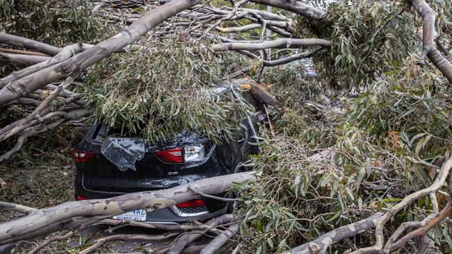 The tree crushes a car in West Melbourne. Picture: Jason Edwards