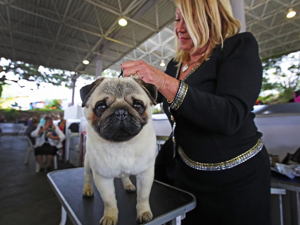 Junior, the 2-year-old pug, with owner Debra Cummings during the 2022 Ekka dog show. Picture: Zak Simmonds