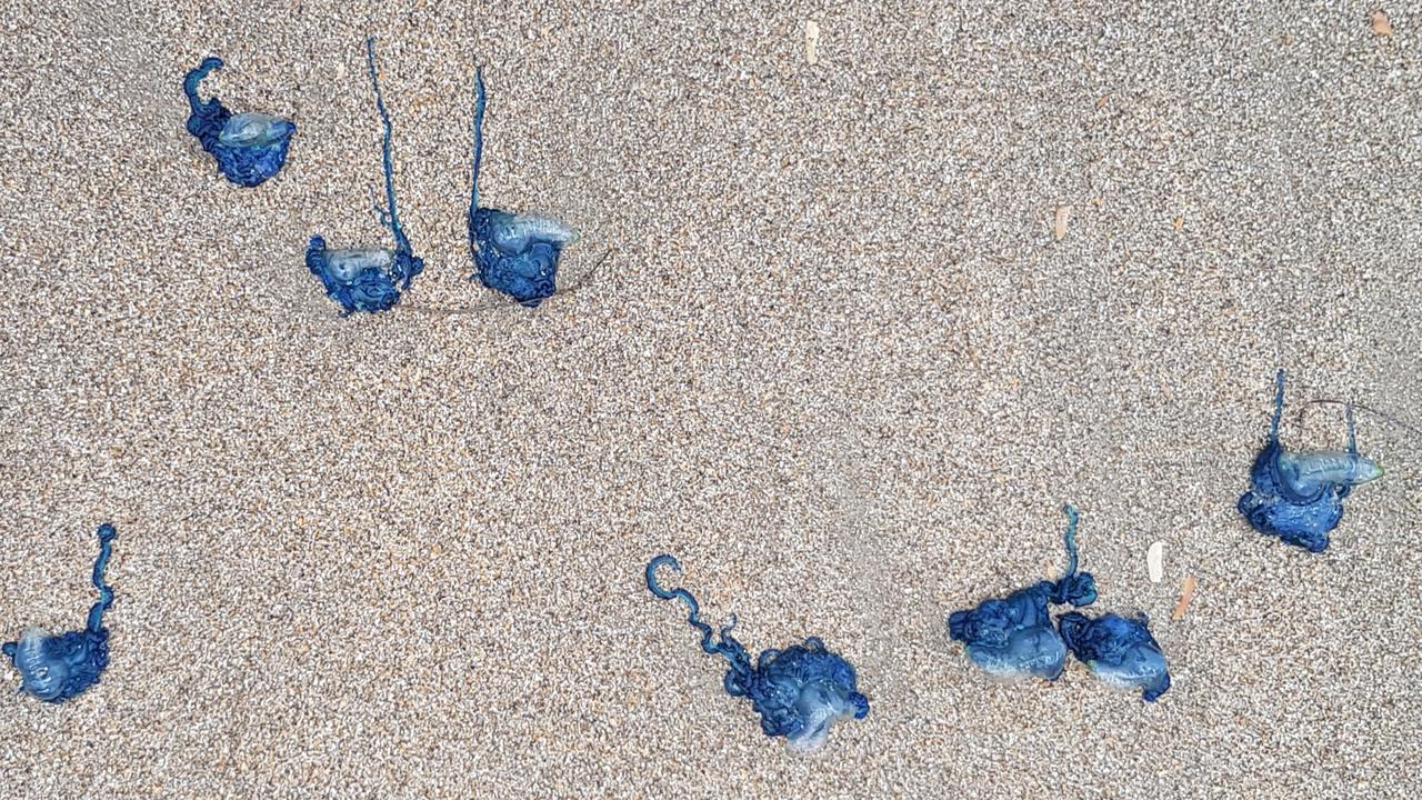 Bluebottle jellyfish  Derwent Estuary Program