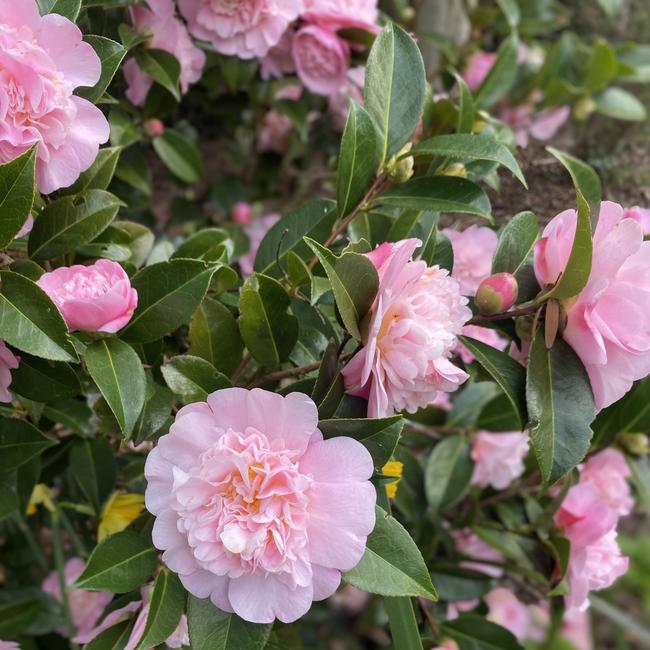 A gorgeous camellia