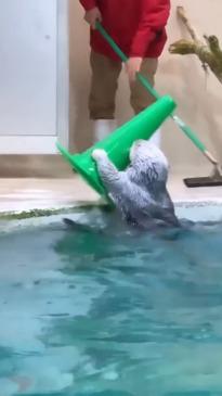 Otter adorably helps clean up after a busy day