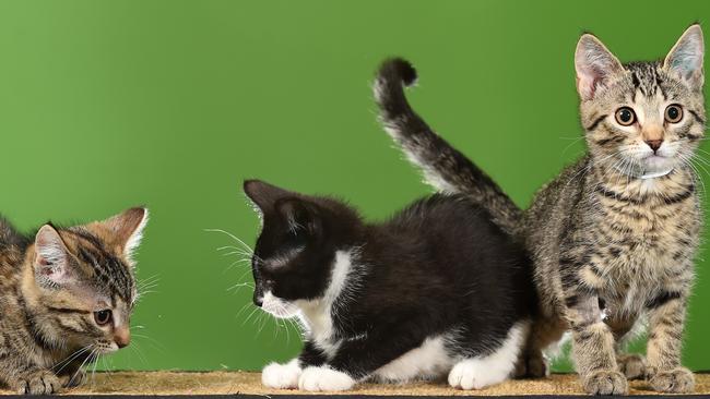 RSPCA Victoria has too many cats, so it's scratching adoption fees to find homes for them.