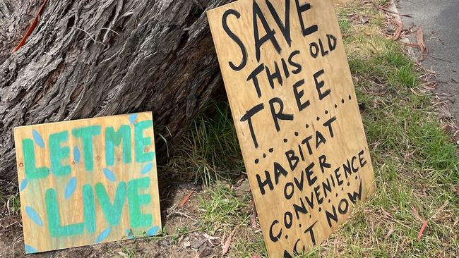 In December 2021 the council voted to spend $60,000 to save a single manna gum in Balnarring Beach, despite reports revealing it was a danger to motorists. Picture; Lucy Callander