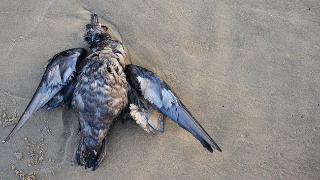 A beached Short-Tailed Shearwater found on One Mile Beach. Picture: Silke Stuckenbrock/Adrift Lab