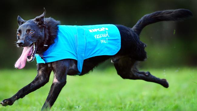 Animals often suffer in domestic abuse situations. The dog in the picture was not harmed.