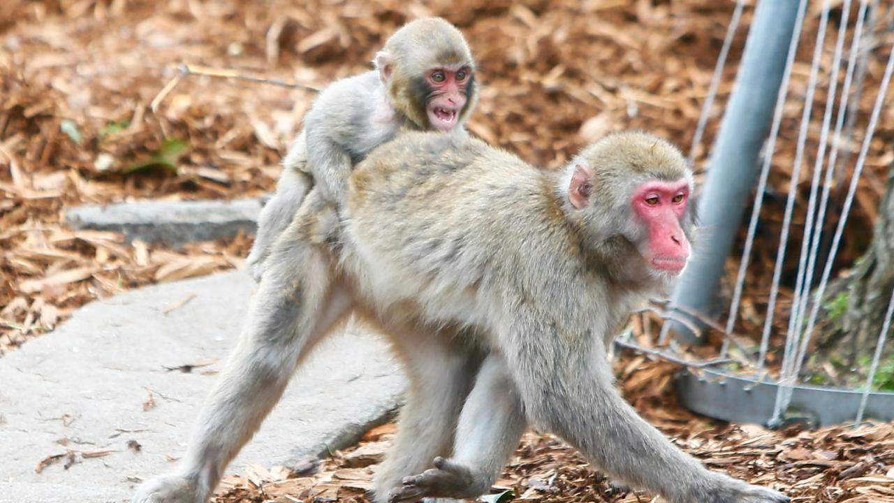 City Park snow monkeys in Launceston. Picture: PATRICK GEE