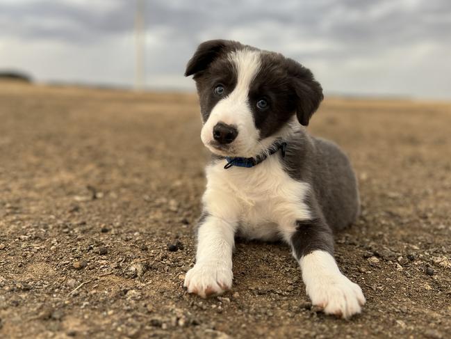 Arran is the latest puppy recruit.