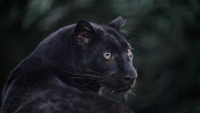 A black panther was reportedly seen prowling in Paluma by Don and John Morris. (Photo by JOHN THYS / AFP)