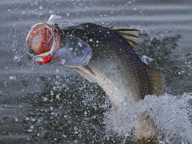 Recreational fishers’ group slams NLC changes to fishing access along NT coastline