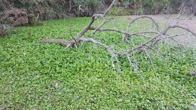 The Amazon Frogbit weed pictured in the Georges River. Campbelltown Council on July 18 2019 issued an appeal for public assistance to help locate the weed.