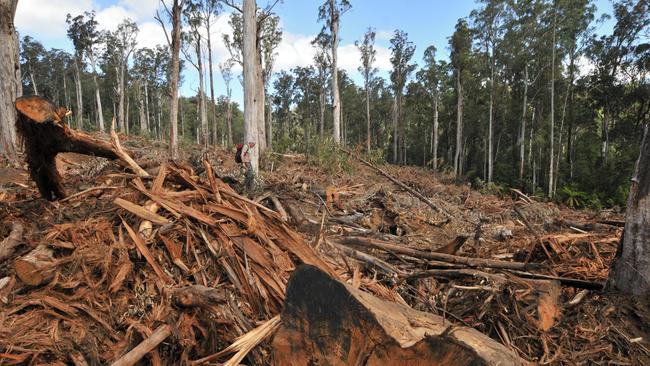 Calls to stop East Gippsland logging as VicForests loses one of its ...