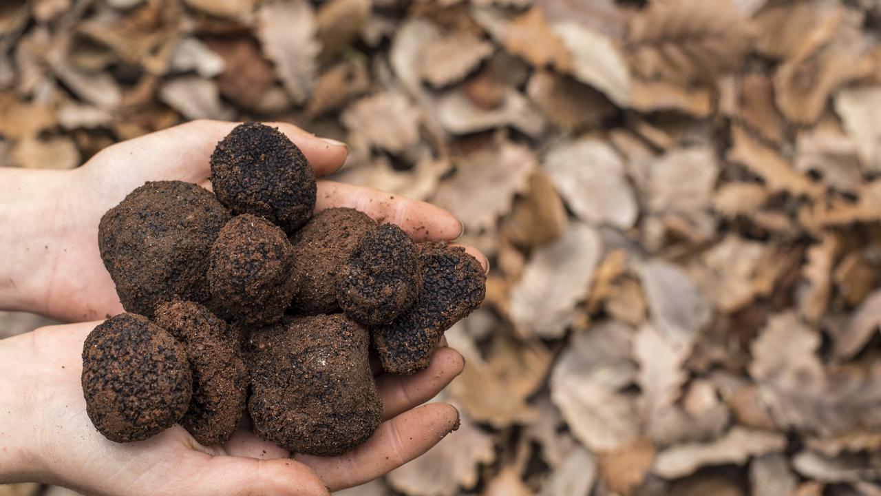 Where to buy truffles in Brisbane - The Courier Mail