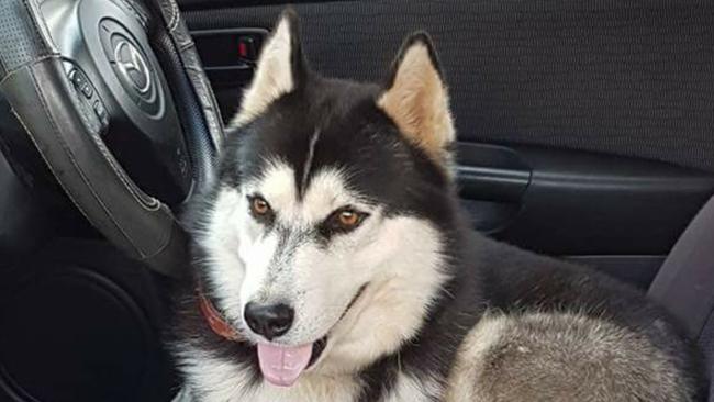 Woman seeks answers after husky destroyed by Mareeba Shire Council ...