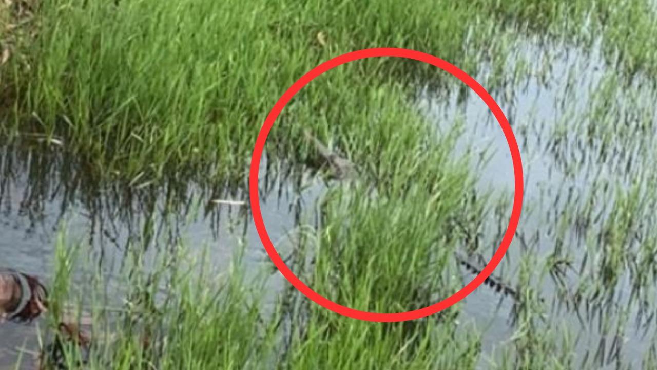 Freshwater croc found in roadside culvert in Knuckey Lagoon | The ...