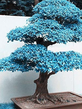 A blue-leaved bonsai maple tree bonsai.