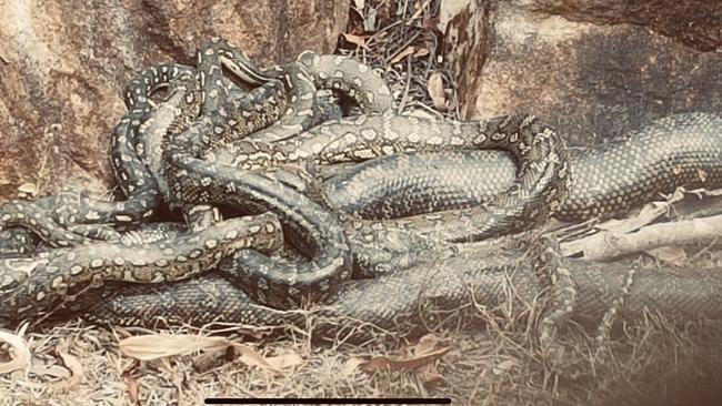 A breeding ball of pythons at Wauchope in October 2023. Picture: Kayle Wilson.