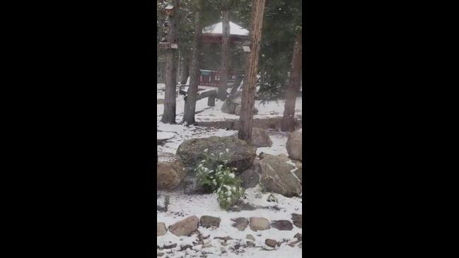 Chipmunks Zip Around Snowy Yard as Wintry Weather Hits Central Colorado