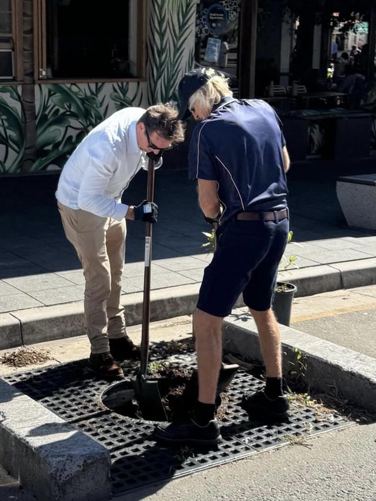 Randwick Council workers have replanted a tree between an unpopular road obstacle despite calls for it to be removed altogether. Picture: Supplied