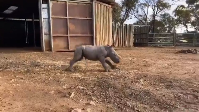 Rhino baby does a zoomie at Monarto Zoo | The Advertiser