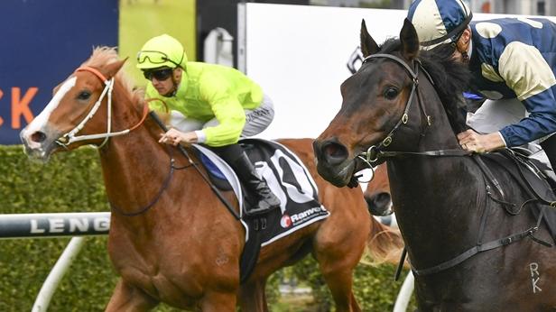 Makarena can make amends for her first-up defeat by winning the opening event at Canterbury on Wednesday. Picture:Bradley Photos
