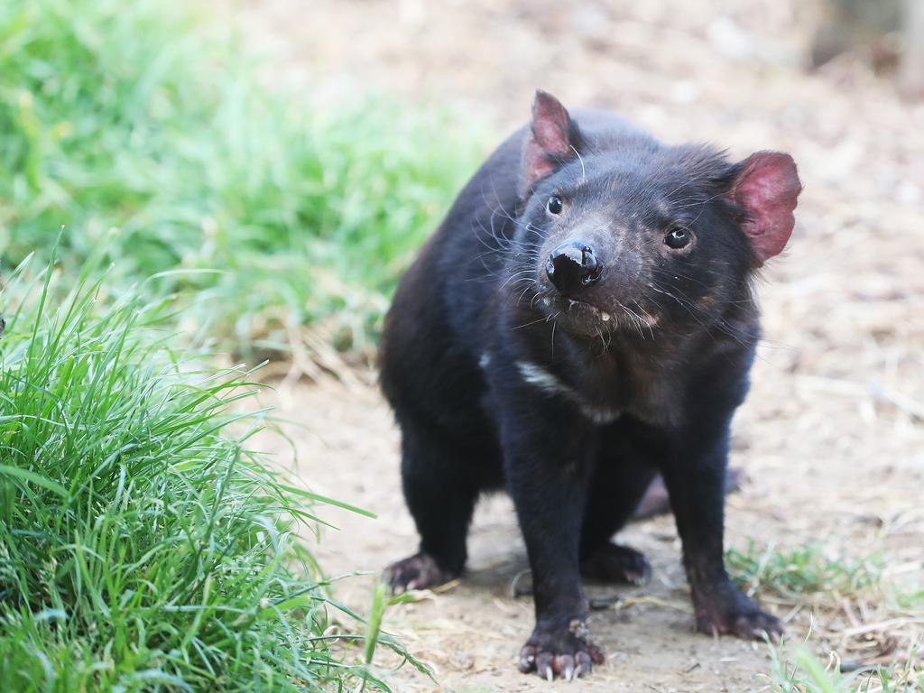 How soon could we have a vaccine for Tasmanian devil facial tumour ...