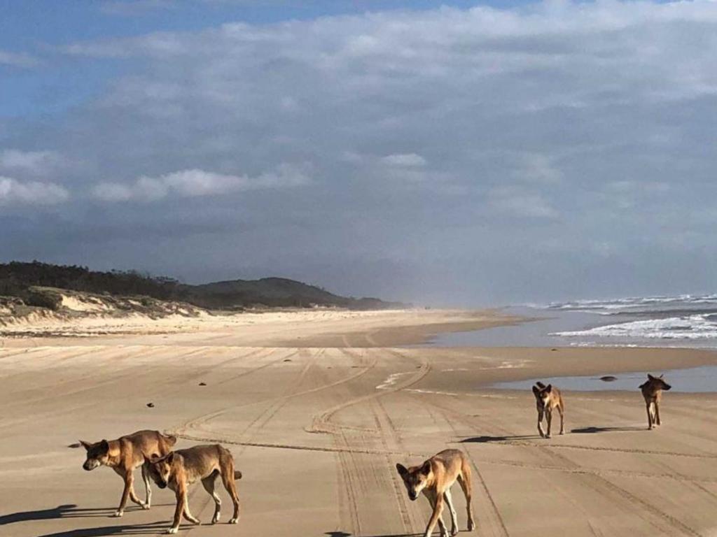 Wild dingoes on Fraser Island are being tracked.