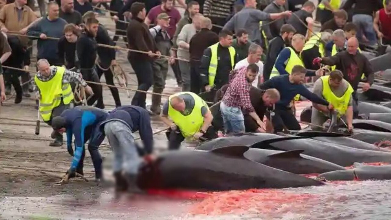 Distressed cruise passengers were subjected to the brutal, bloodied scenes. Picture: Captain Paul Watson Foundation
