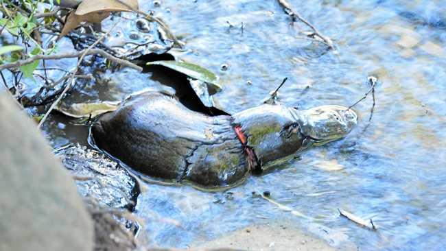 WIRES volunteers are trying to rescue a platypus that has a plastic band around its neck. Picture: Wal Bailey